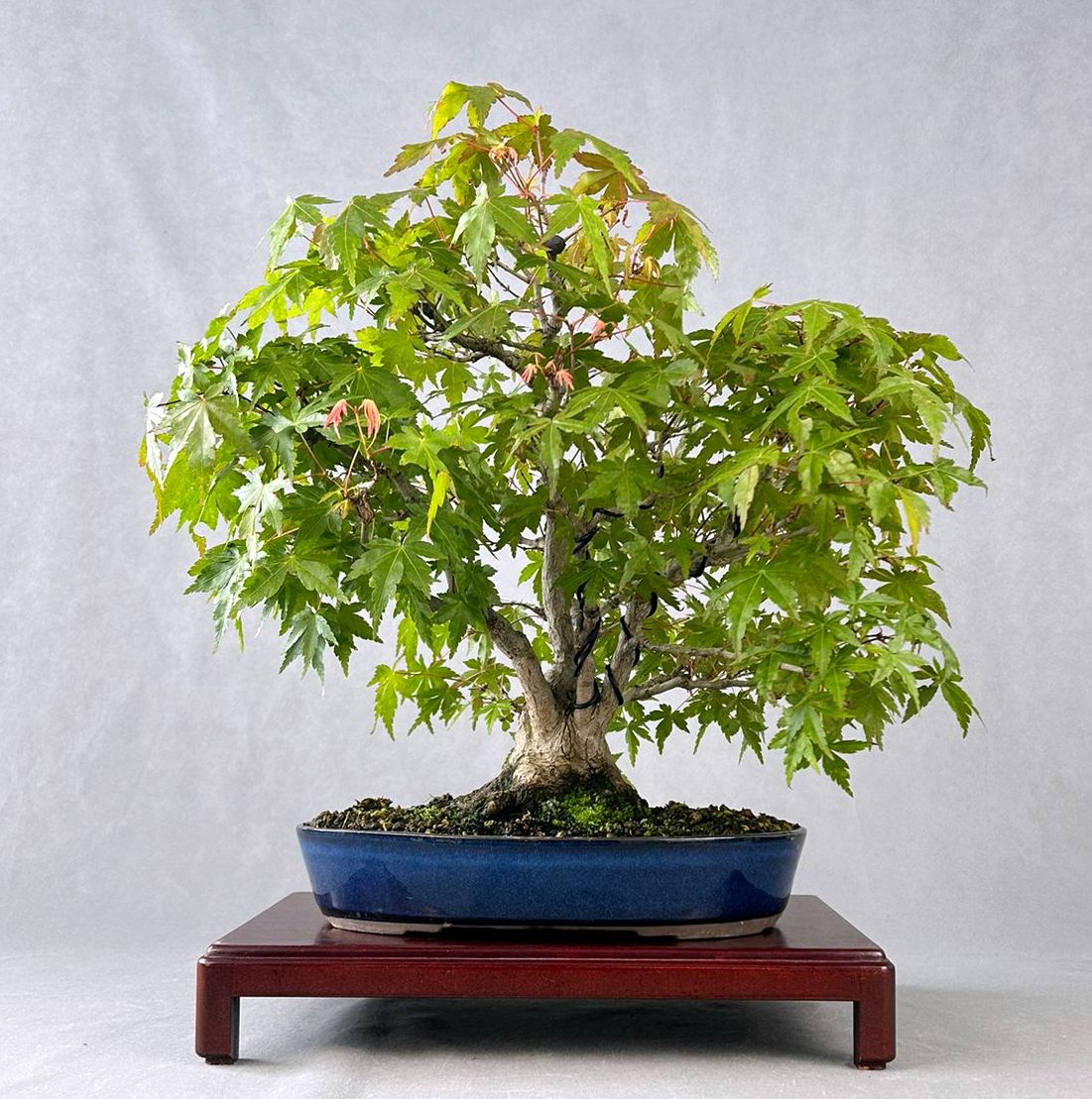 ARCE PALMATUM YAMAMOMIGI